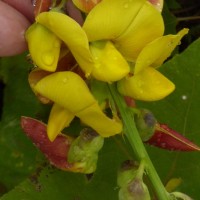 Crotalaria retusa L.